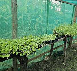 trays of small plants growing in a shade house