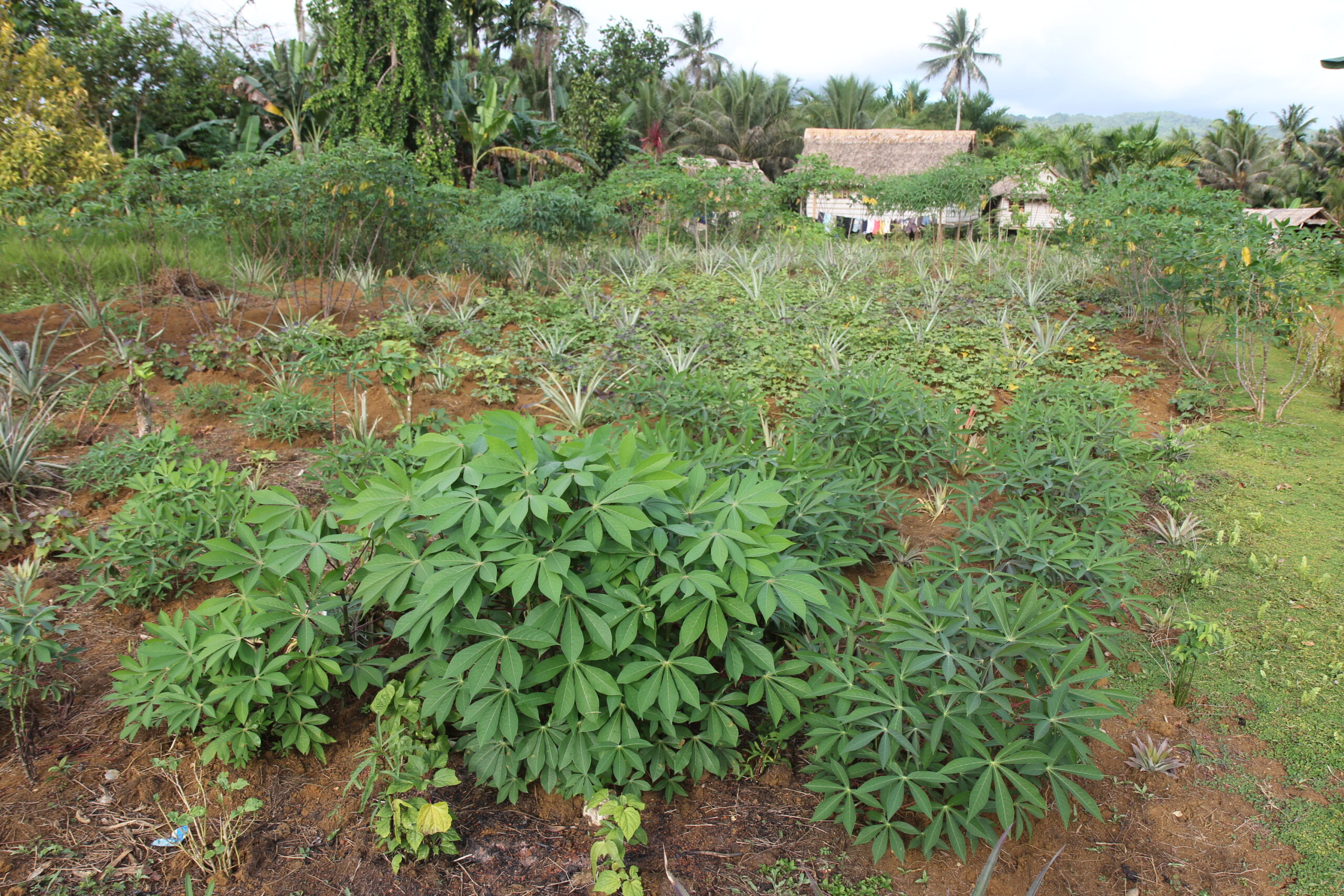 Vegetable garden growing near home